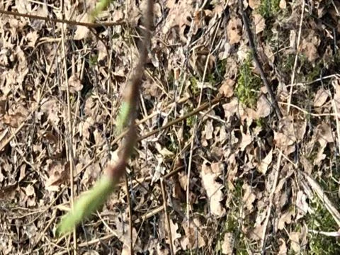 First bud in the spring Stock Photos