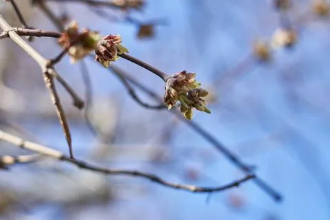 The first buds on branches. First leaves come out on trees in spring time Stock Photos