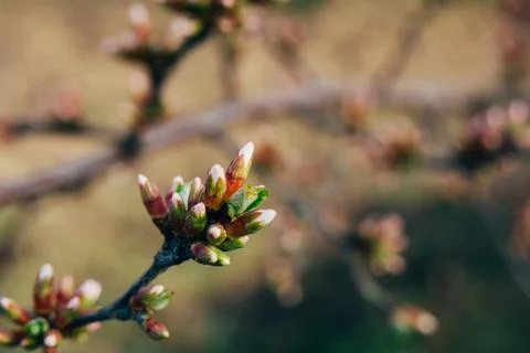 The first buds on a fruit tree Stock Photos