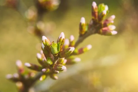 The first buds on a fruit tree Stock Photos
