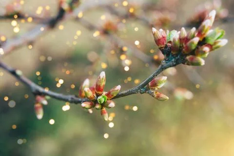 The first buds on a fruit tree Stock Photos