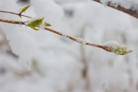 First buds in the spring Stock Photos
