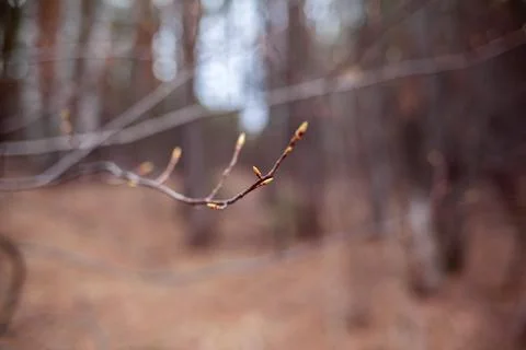 The first buds on a tree branch in spring. Stock Photos