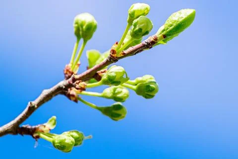 First buds on trees in the early spring on a blue sky background. Fresh gre.. Stock Photos