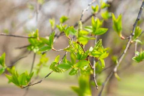 First buds on trees in spring. selective focus. Stock Photos
