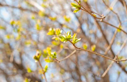 First buds on trees in spring. selective focus. Stock Photos