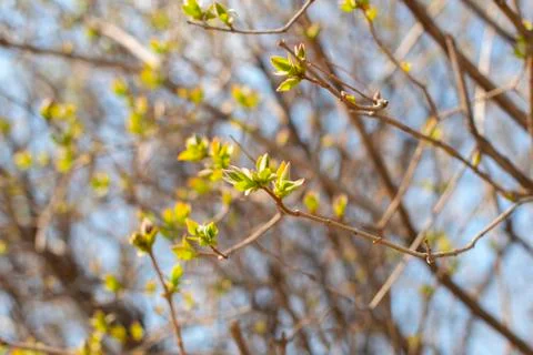 First buds on trees in spring. selective focus. Stock Photos