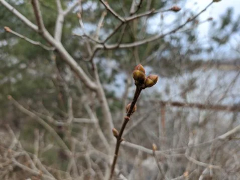 First buds on trees in spring. Slow motion handheld shot of first buds on a.. Fotos de archivo