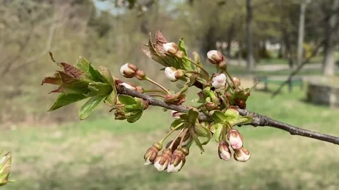 First buds trembling in the wind in spring Stock Footage 242664438