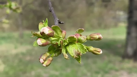 First buds trembling in the wind in spring Stock Footage 242664462