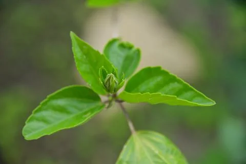 The first buds on a twig Stock Photos