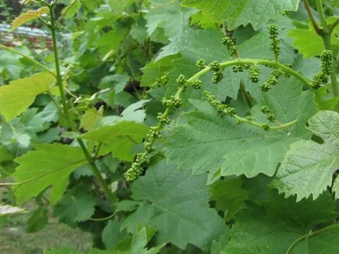 First buds on white mulberry tree ( Morus alba ) . Tuscany, Italy Stock Photos