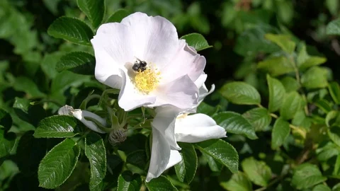 First bumblebee flew to white rosehip bud, second bee flies away. HD footage Stock Footage 108111128