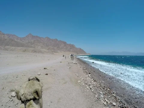 The first in a camel caravan Stock Footage 72900281
