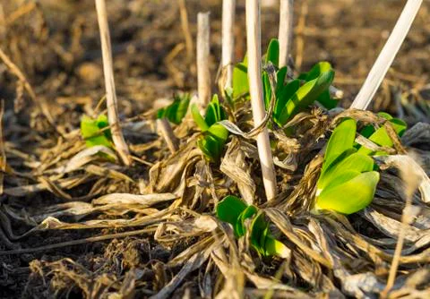 First chive sprouts in early spring by sunny day. Stock Photos