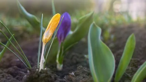 The first colors of spring in crocus flowers Stock Photos