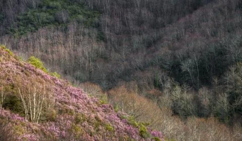 First colors of spring Stock Photos