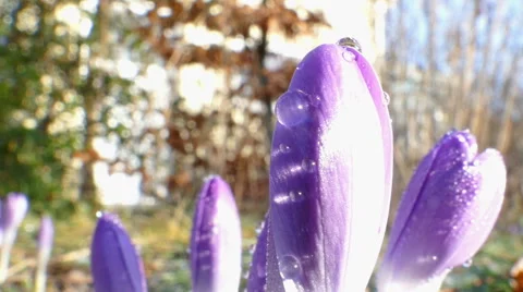 First crocus after winter Stock Footage 47635808