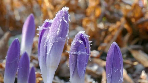 First crocus after winter Stock Footage 47636422