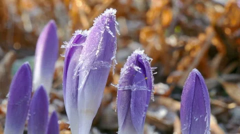 First crocus after winter Stock Footage 47636765
