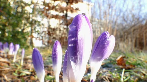 First crocus after winter Stock Footage 47636853