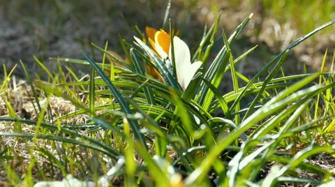 First Crocus Flowers in Spring Stock Footage 54957772