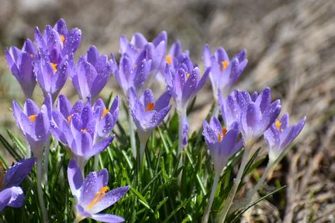 The first crocus flowers in spring Stock Photos