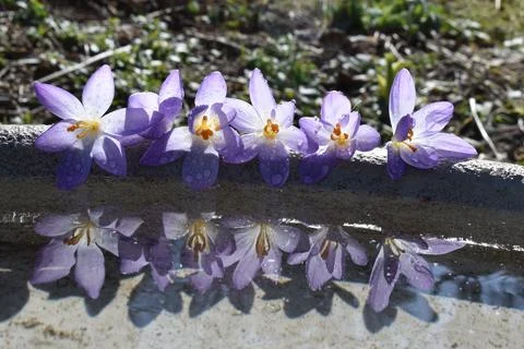 The first crocus flowers in spring Stock Photos