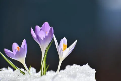 The first crocus flowers in spring Stock Photos