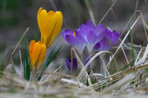 First crocus in the spring. Natural light. Selective focus. Stock Photos