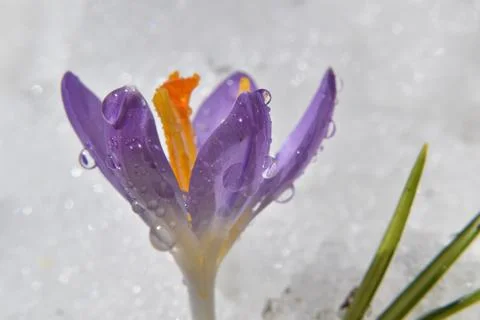 A first crocus in spring Stock Photos