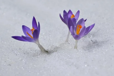 The first crocuses in the garden Stock Photos