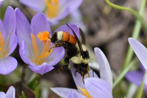 The first crocuses in spring Stock Photos