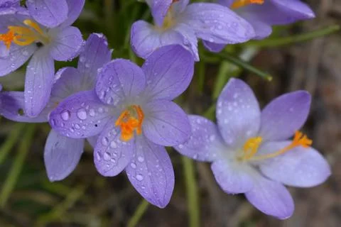 The first crocuses in spring Stock Photos