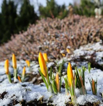 The first crocuses from under the snow in the spring garden Stock Photos