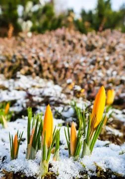 The first crocuses from under the snow in the spring garden Foto stock