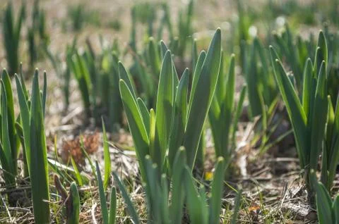 First Daffodils in a field at spring . Stock Photos