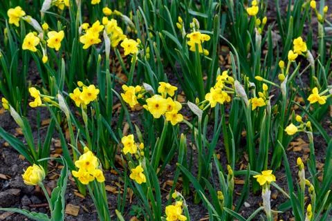 First daffodils in the flower bed Stock Photos