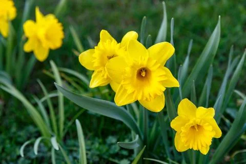 First daffodils in the flower bed Stock Photos