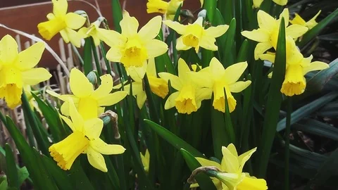 The first Daffodils  in the garden Stock Footage 96189850