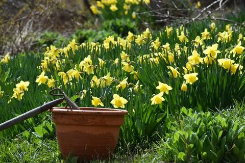 The first daffodils in the garden in spring Stock Photos