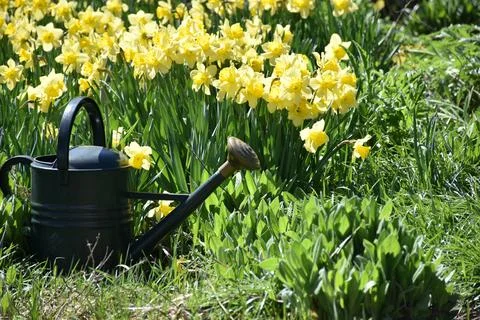 The first daffodils in the garden in spring Stock Photos