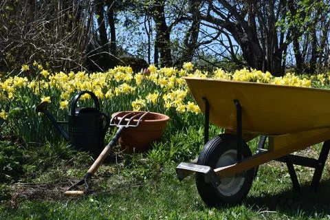 The first daffodils in the garden in spring Stock Photos
