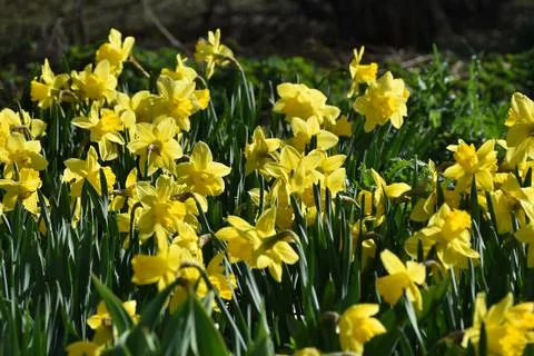 The first daffodils in spring Stock Photos