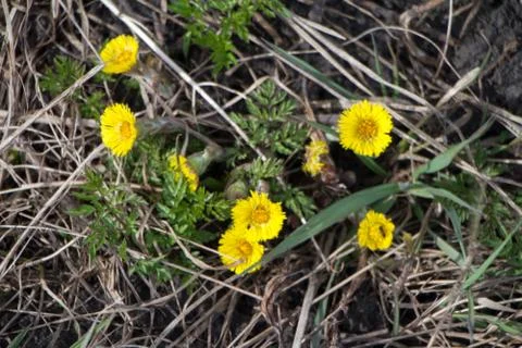 The first dandelions bloomed in spring through last years withered grass, bac Stock Photos