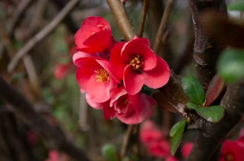 First day of spring, branch with red flowers. Floral background. Japanese qui Foto stock