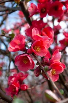 First day of spring, bush with red fresh flowers. Floral background Stock Photos