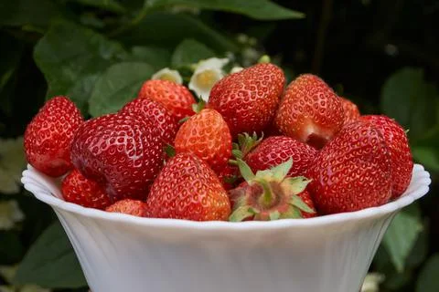 The first day of summer and the first strawberry. Stock Photos