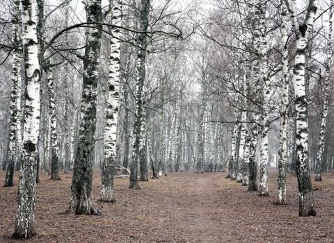 First days of spring the early mist morning in birch grove Foto stock