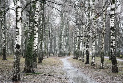 First days of spring the rainy evening in birch grove Stock Photos
